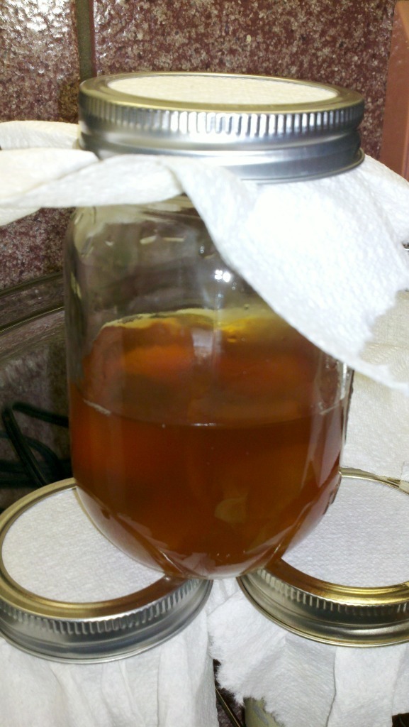 A glass jar filled with kombucha, covered with a cloth and rubber band, sitting on a countertop surrounded by empty canning jar lids.