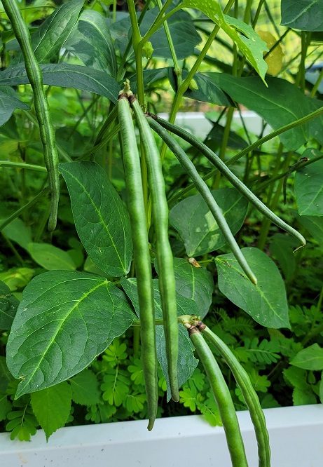 Pink eye top pick peas