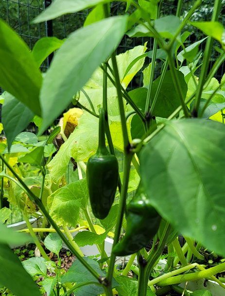 Jalapeno peppers