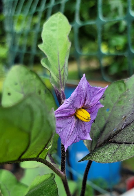 Eggplant bloom